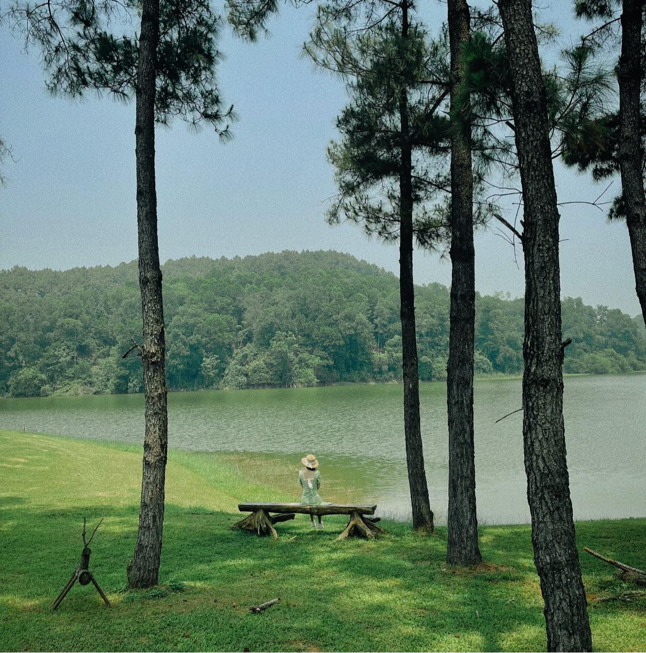 Nho Quan Pine Hill - The Poem of Ninh Binh's natural scenery